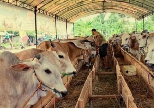 Mengintegrasikan Pertanian dan Peternakan: Diversifikasi Usaha Tani yang Efektif di Poktan